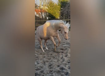 Quarter horse américain, Jument, 4 Ans, 145 cm, Palomino