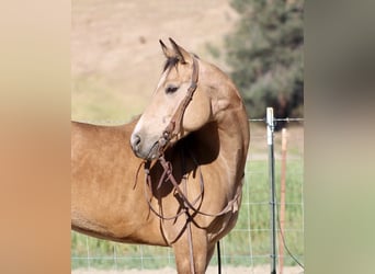 Quarter horse américain, Jument, 4 Ans, 147 cm, Buckskin