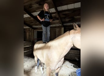 Quarter horse américain Croisé, Jument, 4 Ans, 147 cm, Buckskin