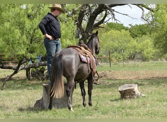 Quarter horse américain, Jument, 4 Ans, 147 cm, Gris