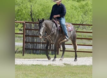 Quarter horse américain, Jument, 4 Ans, 147 cm, Gris