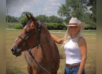 Quarter horse américain, Jument, 4 Ans, 147 cm, Roan-Bay