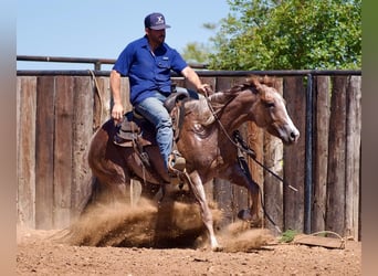 Quarter horse américain, Jument, 4 Ans, 147 cm, Rouan Rouge