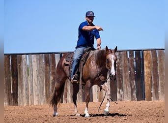 Quarter horse américain, Jument, 4 Ans, 147 cm, Rouan Rouge