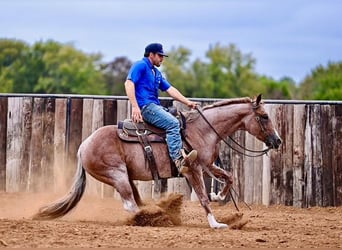 Quarter horse américain, Jument, 4 Ans, 147 cm, Rouan Rouge