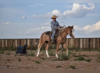 Quarter horse américain, Jument, 4 Ans, 147 cm, Rouan Rouge