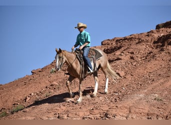Quarter horse américain, Jument, 4 Ans, 147 cm, Rouan Rouge