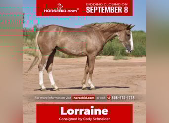 Quarter horse américain, Jument, 4 Ans, 147 cm, Rouan Rouge