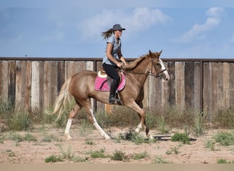 Quarter horse américain, Jument, 4 Ans, 147 cm, Rouan Rouge