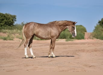 Quarter horse américain, Jument, 4 Ans, 147 cm, Rouan Rouge