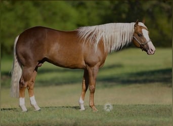 Quarter horse américain, Jument, 4 Ans, 148 cm, Alezan