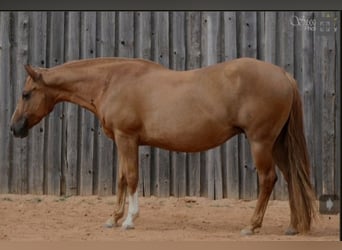 Quarter horse américain, Jument, 4 Ans, 148 cm, Alezan