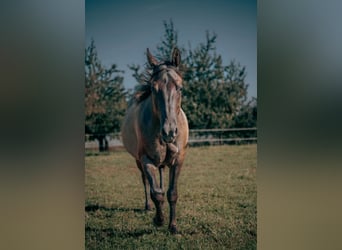 Quarter horse américain, Jument, 4 Ans, 148 cm, Grullo