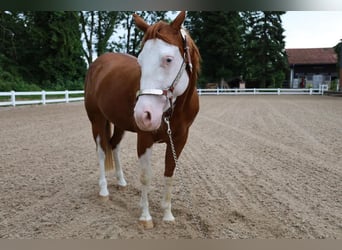 Quarter horse américain, Jument, 4 Ans, 148 cm, Overo-toutes couleurs