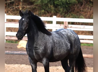 Quarter horse américain Croisé, Jument, 4 Ans, 148 cm, Rouan Bleu