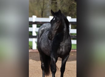 Quarter horse américain Croisé, Jument, 4 Ans, 148 cm, Rouan Bleu