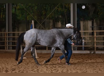 Quarter horse américain, Jument, 4 Ans, 149 cm, Rouan bleu