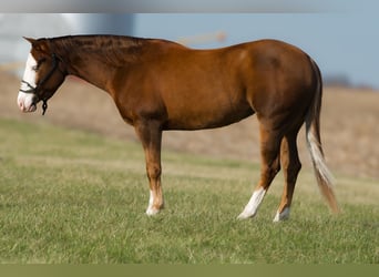Quarter horse américain, Jument, 4 Ans, 150 cm, Alezan cuivré