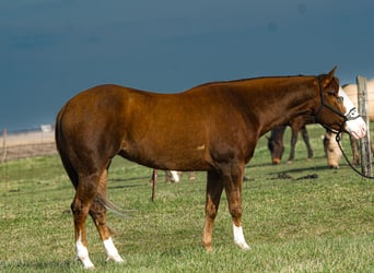 Quarter horse américain, Jument, 4 Ans, 150 cm, Alezan cuivré