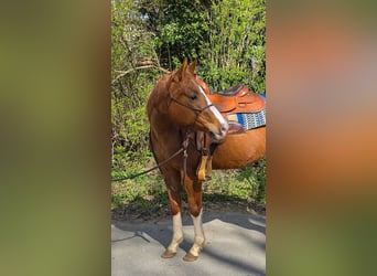Quarter horse américain, Jument, 4 Ans, 150 cm, Alezan