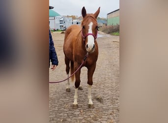 Quarter horse américain, Jument, 4 Ans, 150 cm, Alezan