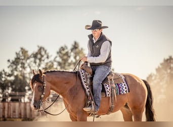 Quarter horse américain, Jument, 4 Ans, 150 cm, Bai cerise