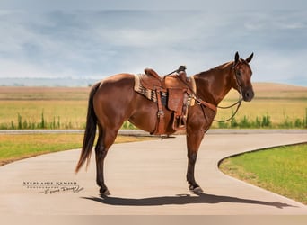 Quarter horse américain, Jument, 4 Ans, 150 cm, Bai cerise