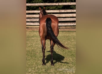 Quarter horse américain, Jument, 4 Ans, 150 cm, Bai cerise