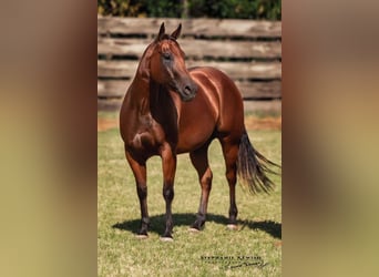 Quarter horse américain, Jument, 4 Ans, 150 cm, Bai cerise