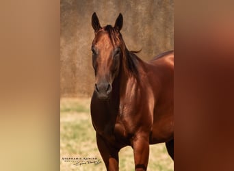 Quarter horse américain, Jument, 4 Ans, 150 cm, Bai cerise