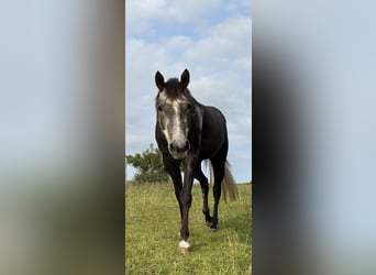 Quarter horse américain, Jument, 4 Ans, 150 cm, Gris