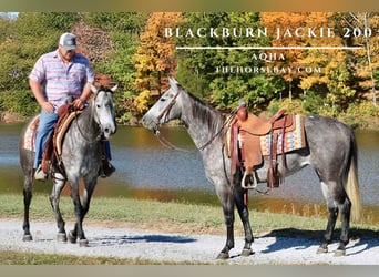 Quarter horse américain, Jument, 4 Ans, 150 cm, Gris