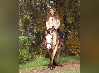 Quarter horse américain Croisé, Jument, 4 Ans, 150 cm, Isabelle