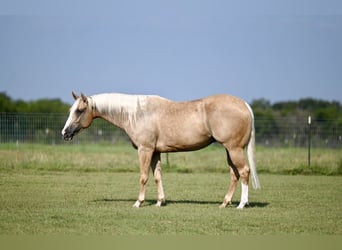 Quarter horse américain, Jument, 4 Ans, 150 cm, Palomino