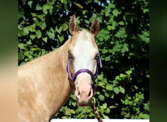 Quarter horse américain, Jument, 4 Ans, 150 cm, Palomino