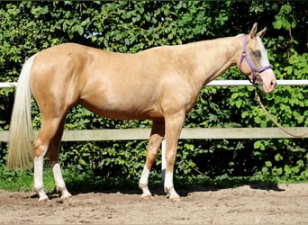 Quarter horse américain, Jument, 4 Ans, 150 cm, Palomino