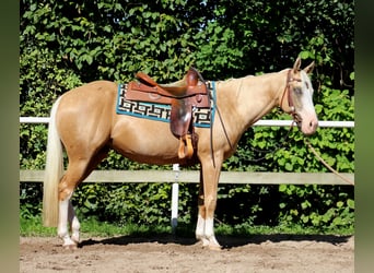 Quarter horse américain, Jument, 4 Ans, 150 cm, Palomino