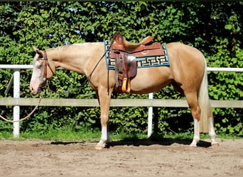 Quarter horse américain, Jument, 4 Ans, 150 cm, Palomino