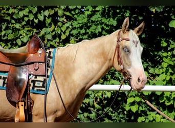 Quarter horse américain, Jument, 4 Ans, 150 cm, Palomino