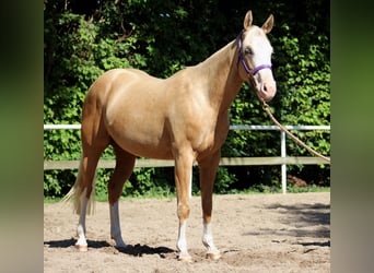 Quarter horse américain, Jument, 4 Ans, 150 cm, Palomino