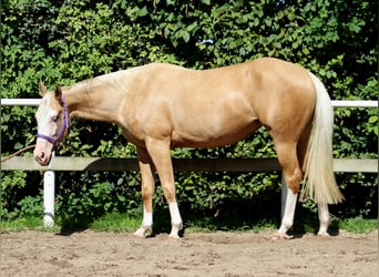 Quarter horse américain, Jument, 4 Ans, 150 cm, Palomino