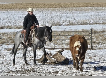 Quarter horse américain, Jument, 4 Ans, 150 cm, Rouan Bleu