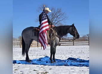 Quarter horse américain, Jument, 4 Ans, 150 cm, Rouan Bleu