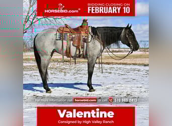 Quarter horse américain, Jument, 4 Ans, 150 cm, Rouan Bleu