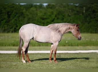 Quarter horse américain, Jument, 4 Ans, 150 cm, Rouan Rouge