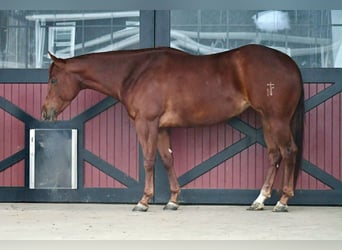 Quarter horse américain, Jument, 4 Ans, 152 cm, Alezan cuivré