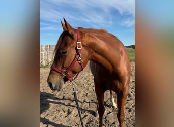 Quarter horse américain, Jument, 4 Ans, 152 cm, Alezan