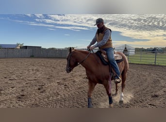 Quarter horse américain, Jument, 4 Ans, 152 cm, Alezan