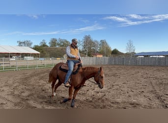 Quarter horse américain, Jument, 4 Ans, 152 cm, Alezan
