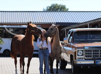 Quarter horse américain, Jument, 4 Ans, 152 cm, Alezan